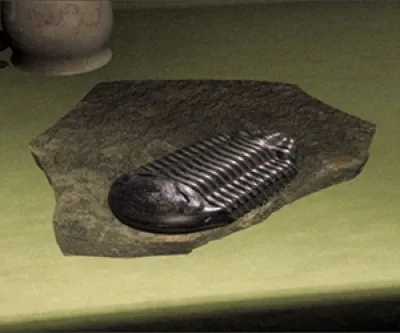 Still from the film of a fossil-like object sitting on a countertop
